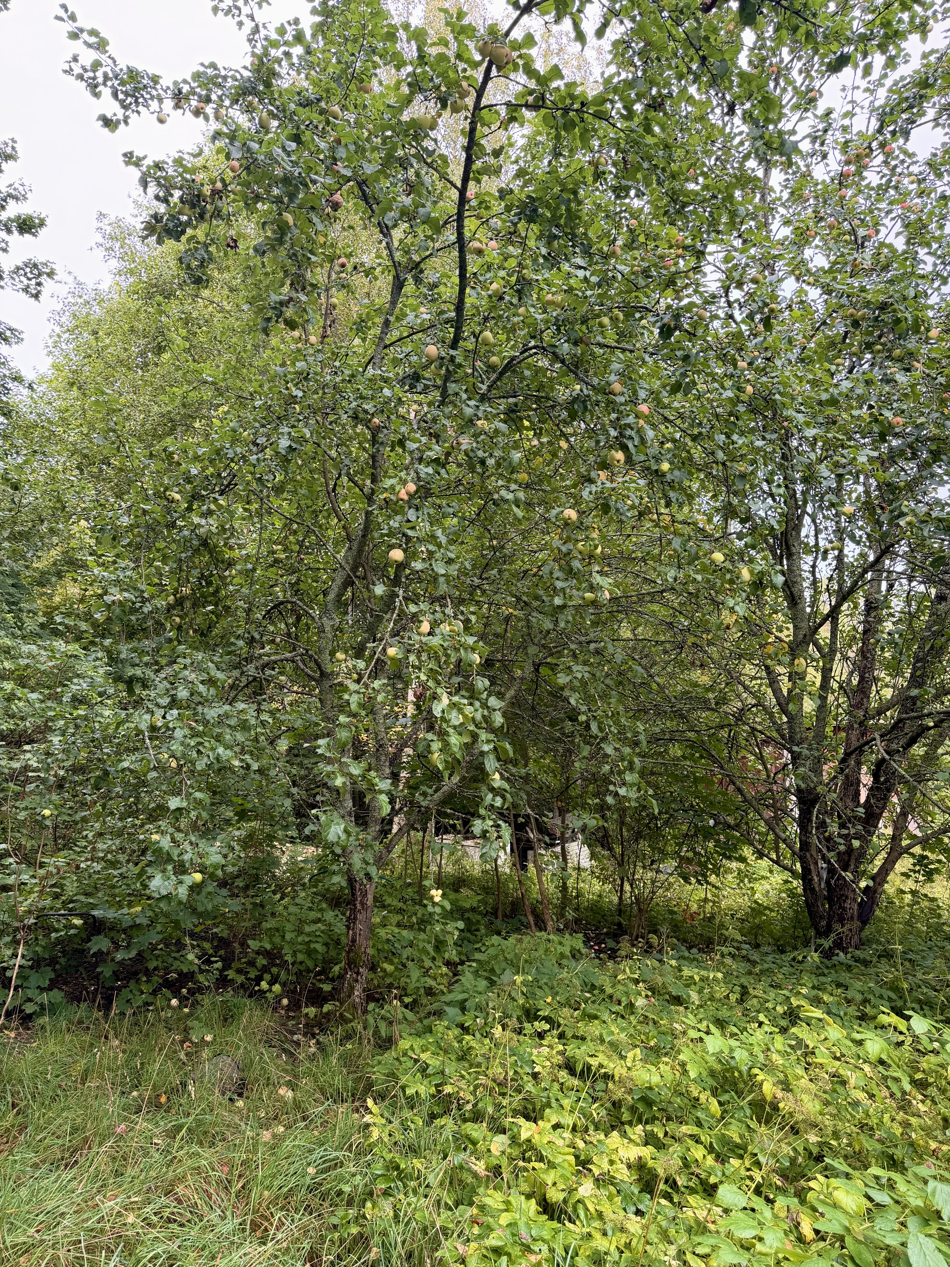 Rengonraitti 8, Renko, Hämeenlinna
